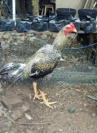 47+ Olx Banda Aceh Ayam Background