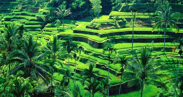 Get Tempat Wisata Favorit Di Ubud Bali
 Pictures
