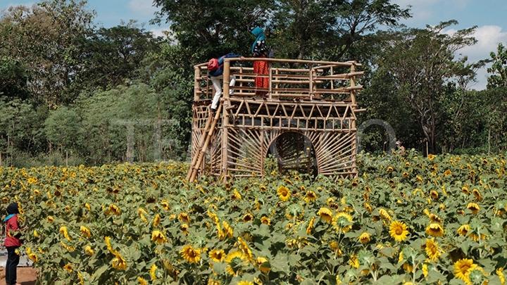 10+ Tempat Wisata Taman Bunga Di Berastagi
 Background